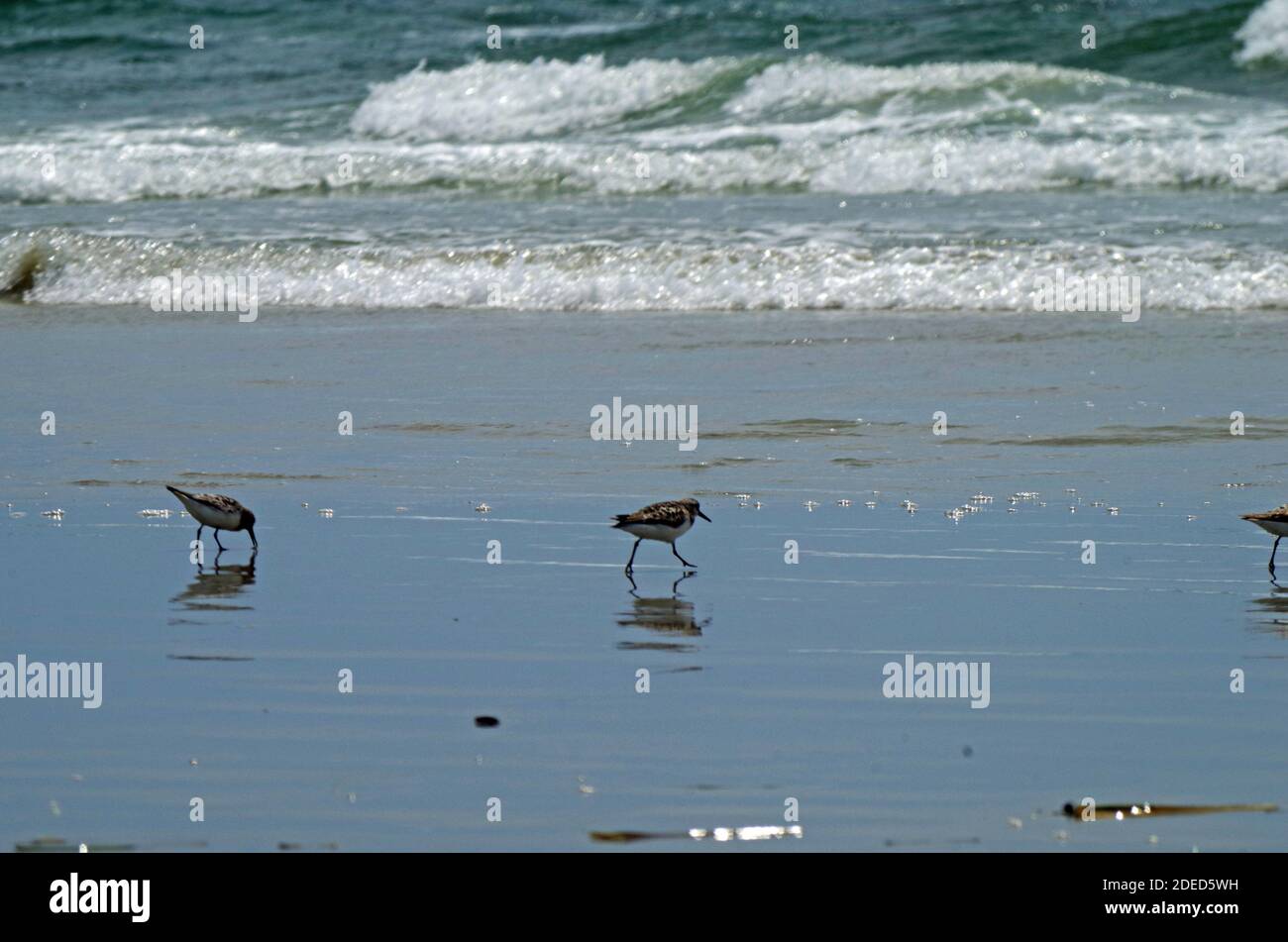 Spiaggia di sabbia e Shorebirds Foto Stock