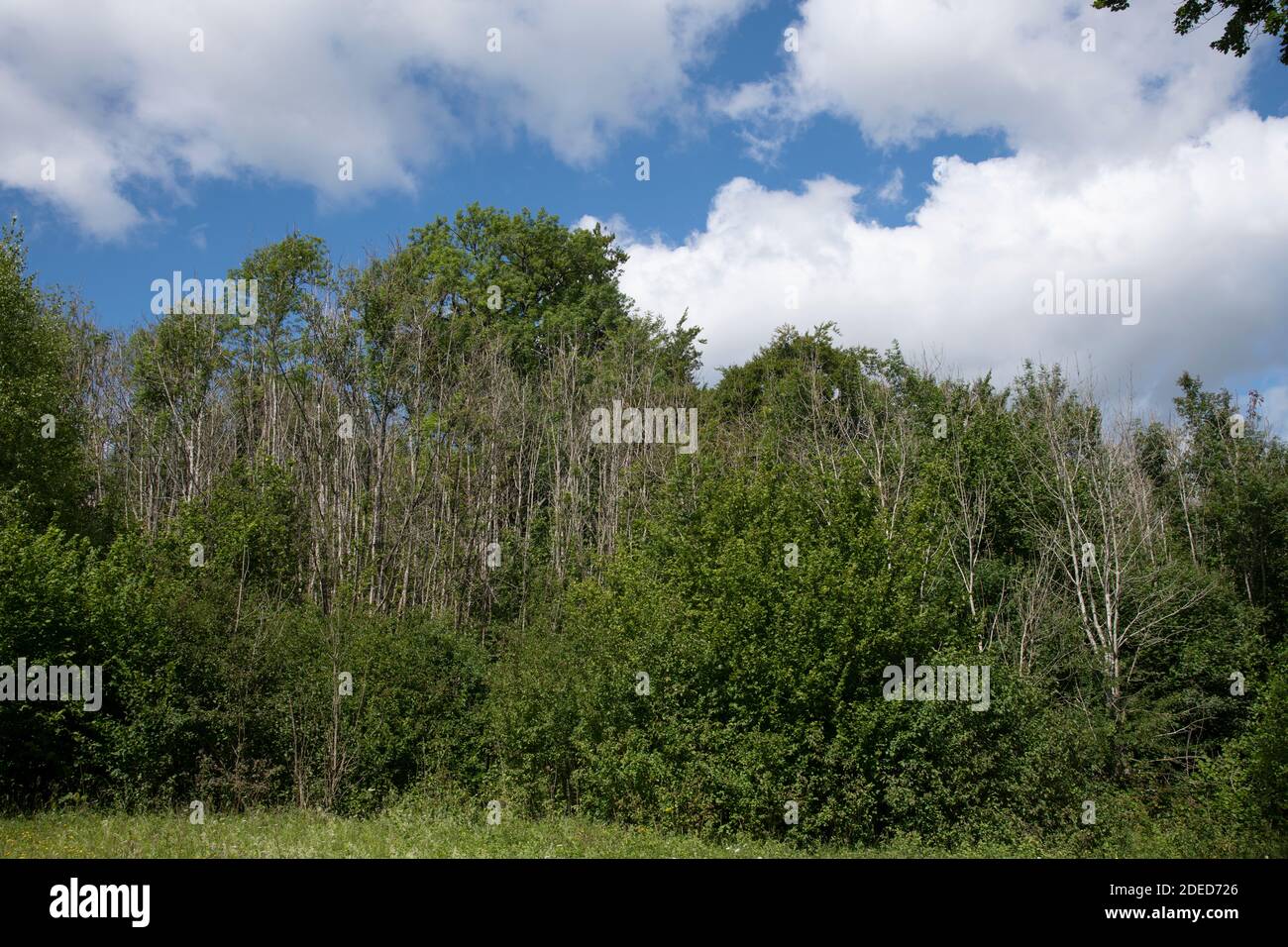 Cenere (Fraxinus excelsior) con malattia di rieback delle ceneri. Surrey, Regno Unito Foto Stock