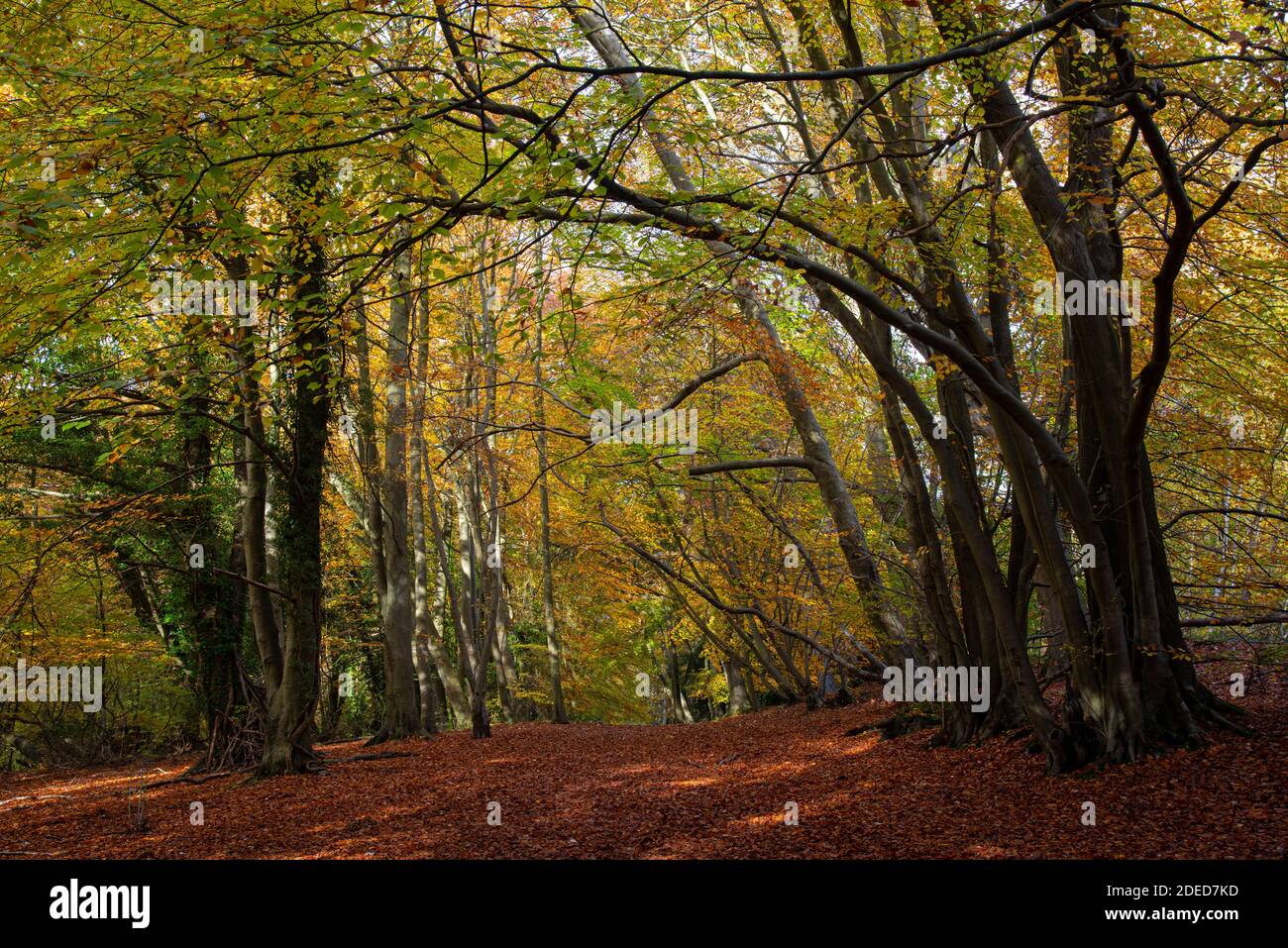 Beechwood (Fagus sylvatica) in autunno. Surrey, Regno Unito Foto Stock