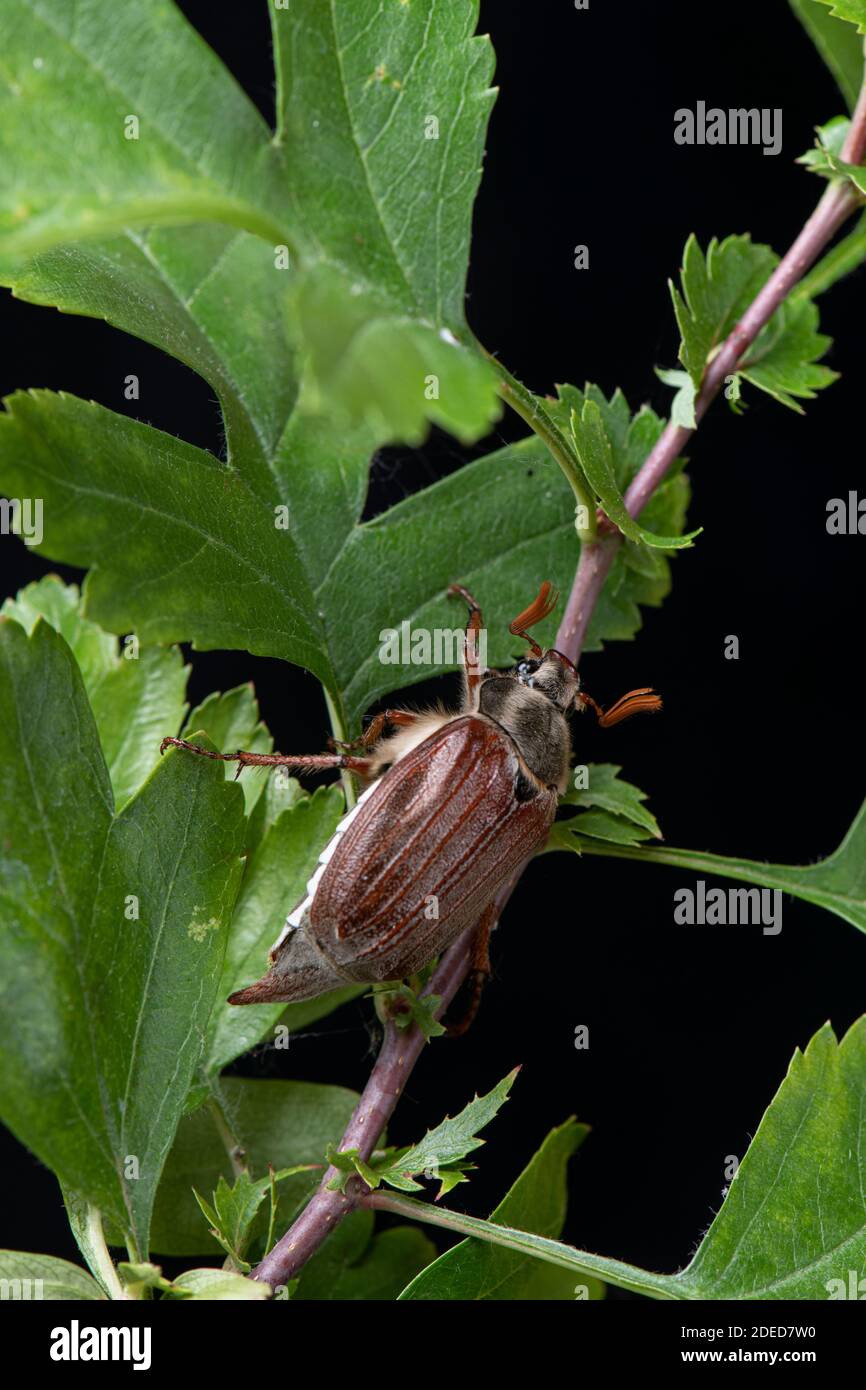 Scarafaggio: Melolontha melolontha. Surrey, Regno Unito. (AKA May Bug) Foto Stock