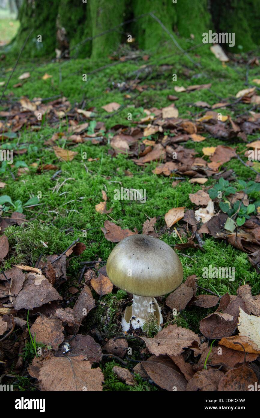 Deathcap fungo: Amanita phalloides, Sussex, UK Foto Stock