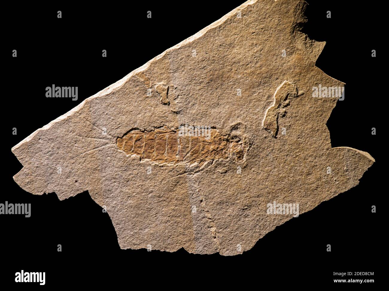 Fossile Mayfly Larva (Ephemerida) Jurassic. Liaoning, Cina. Campione lungo circa 4,5 cm. Foto Stock