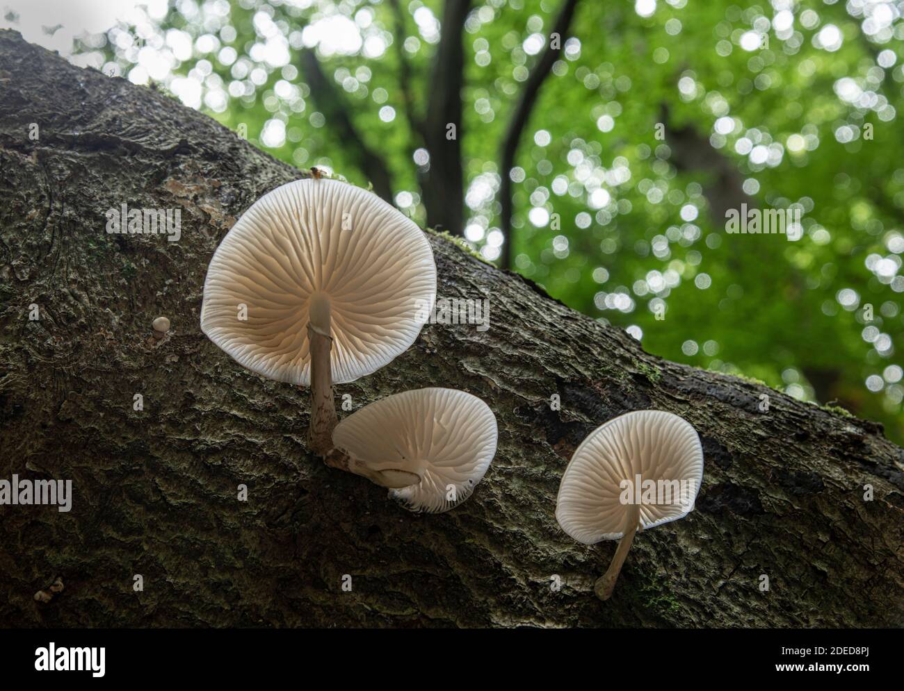 Fungo di porcellana: Oudemansiella mubida. Su faggio. Surrey, Regno Unito Foto Stock