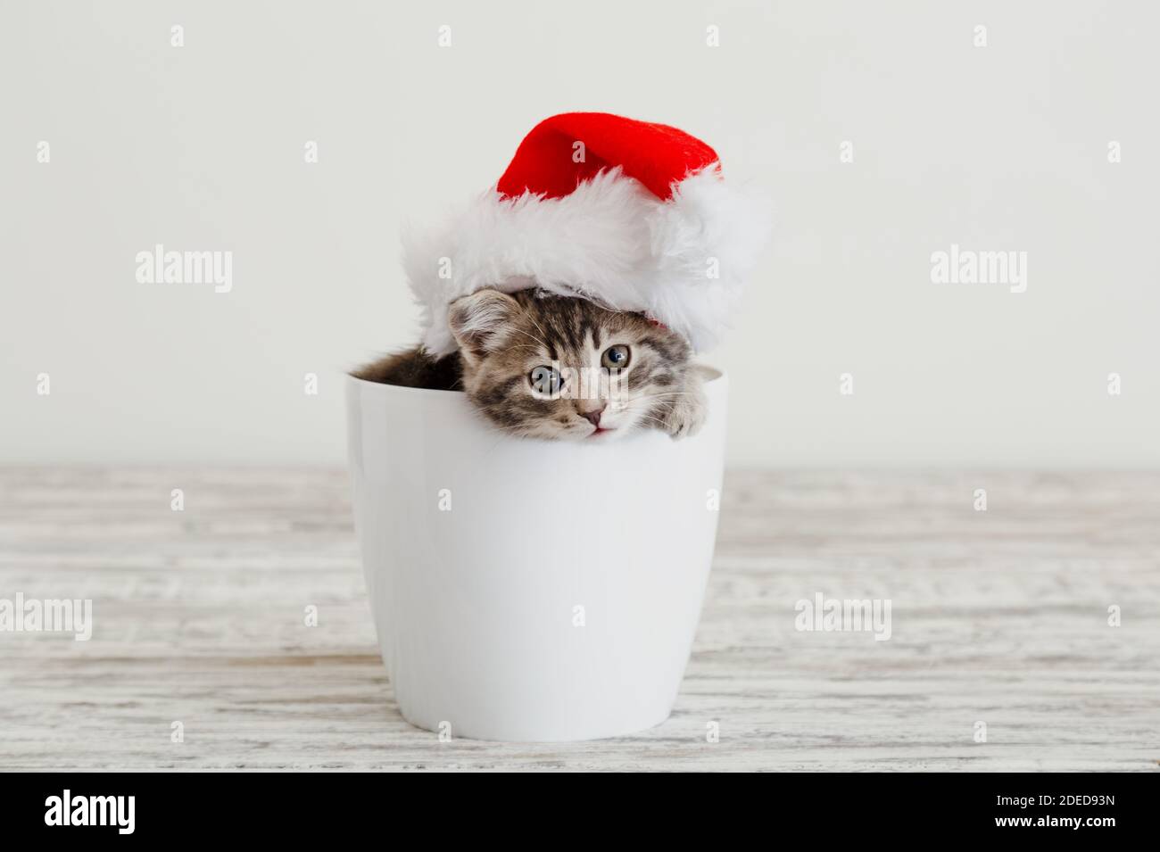Gattino di Natale in cappello di babbo natale. Gatto gattino grigio di  Capodanno in vaso bianco con spazio per la copia Foto stock - Alamy