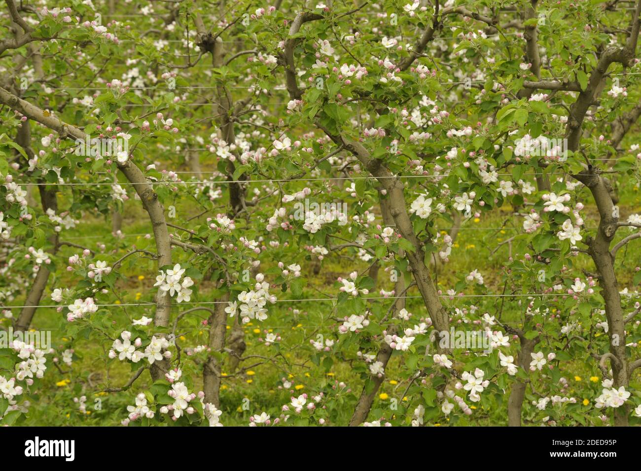 la mela fiorisce nel risveglio della primavera, della frutticoltura e della produzione alimentare in agricoltura Foto Stock