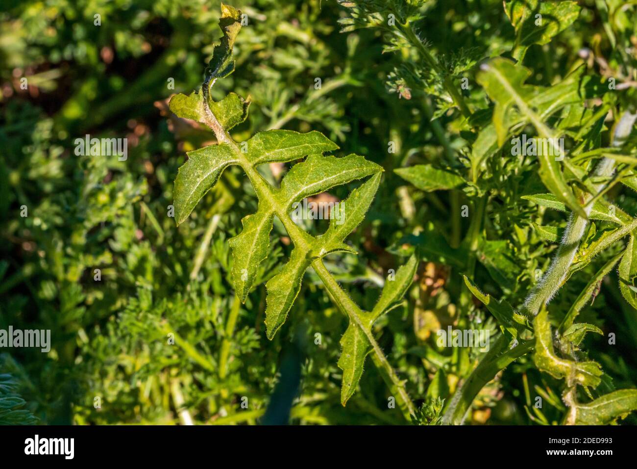 Sisymbrium irio, pianta di razzo londinese a Flower Foto Stock