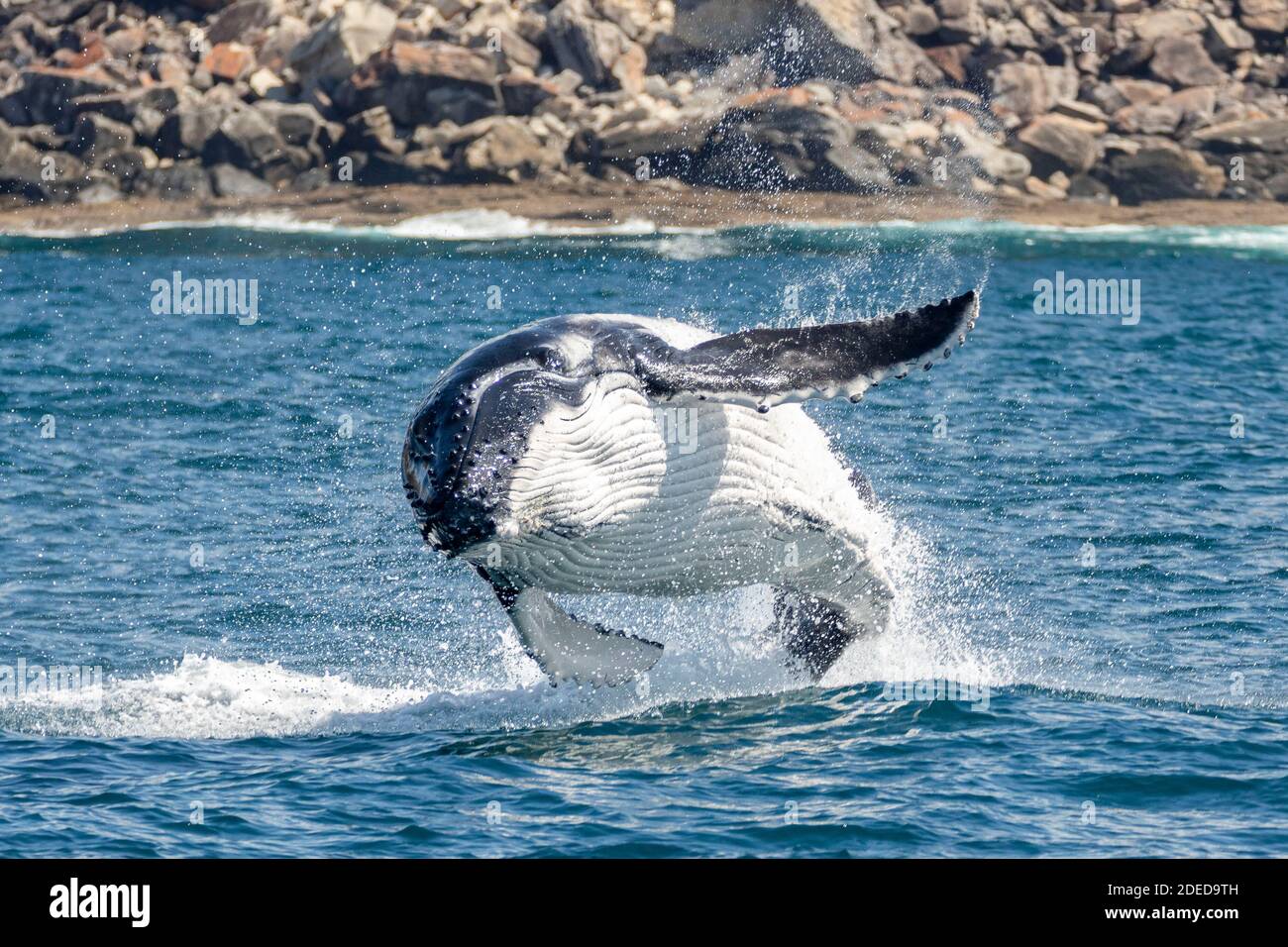 Bretone balena vitello bretata al largo di Sydney Nord Head, Sydney, Australia Foto Stock