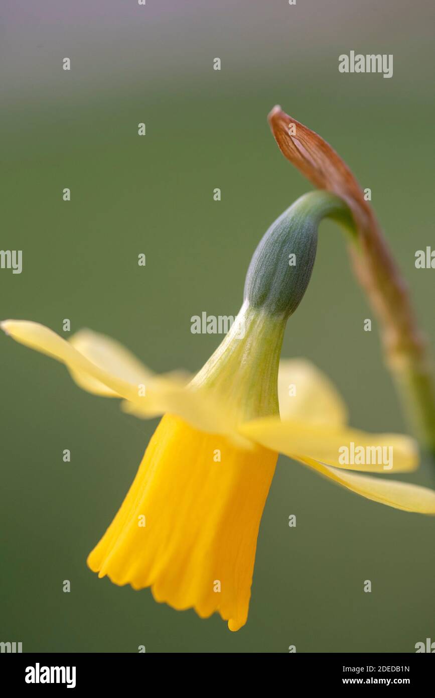 NARCISSUS TETE E TETE Foto Stock