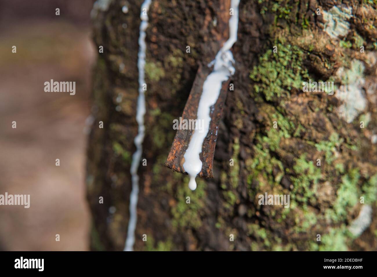 Il lattice bianco corre da tagli nel tronco dell'albero su una piantagione di gomma vicino a Malacca, Malesia Foto Stock