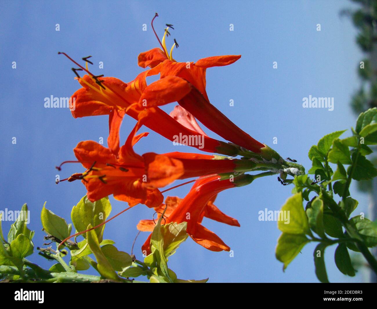 Caphoneysuckle (Tecoma capensis, Tecomaria capensis) Foto Stock