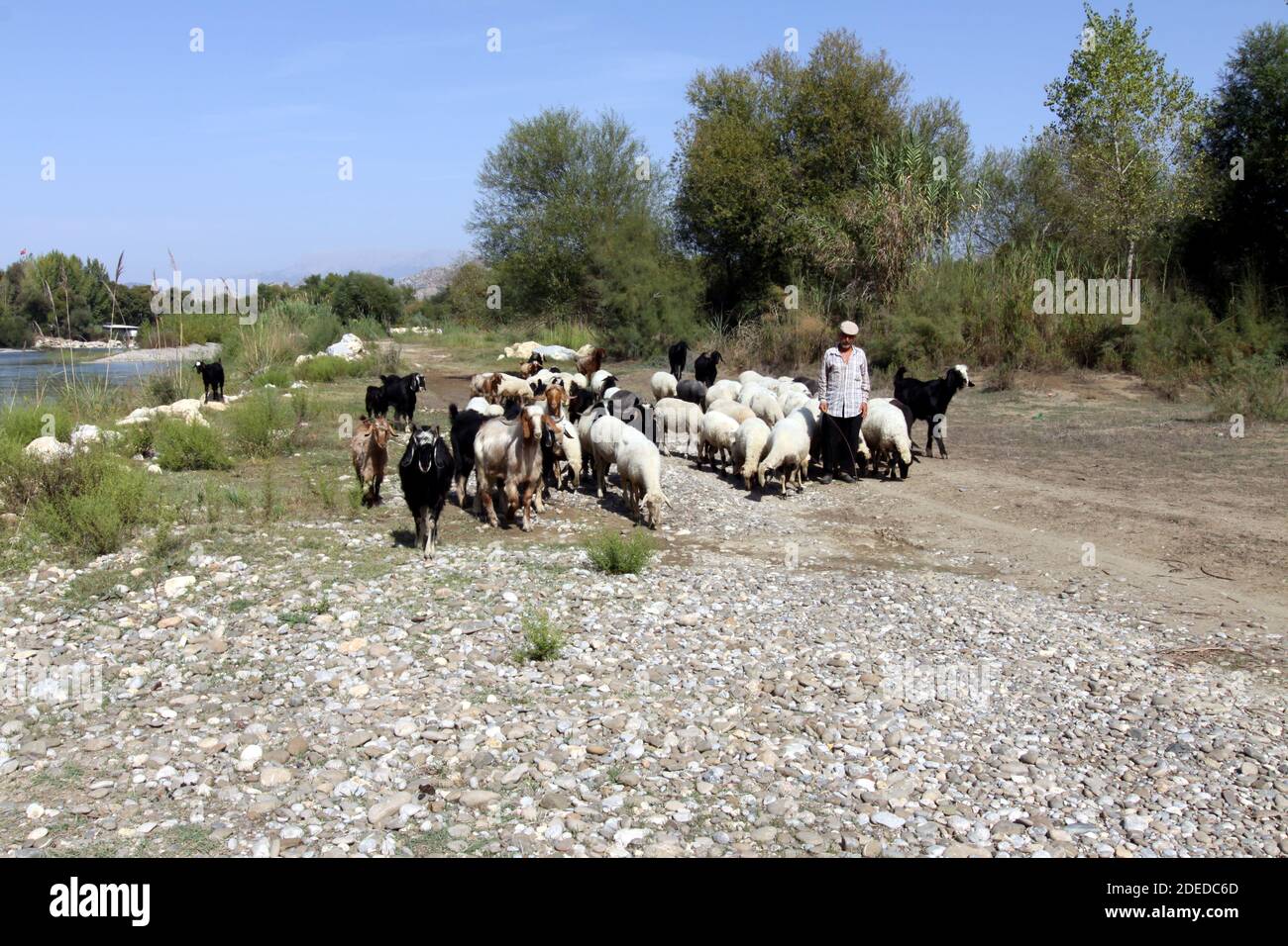 L'armatore di capra pascola la sua mandria di capre sul bordo del fiume Manavgat, Manavgat, Antalya, Turchia Foto Stock
