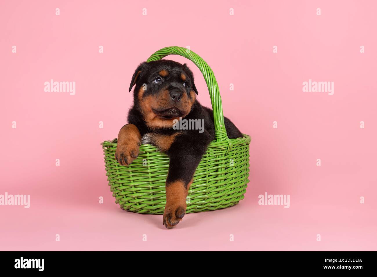 Carino cucciolo giovane rottweiler seduto in un cesto verde su uno sfondo rosa Foto Stock