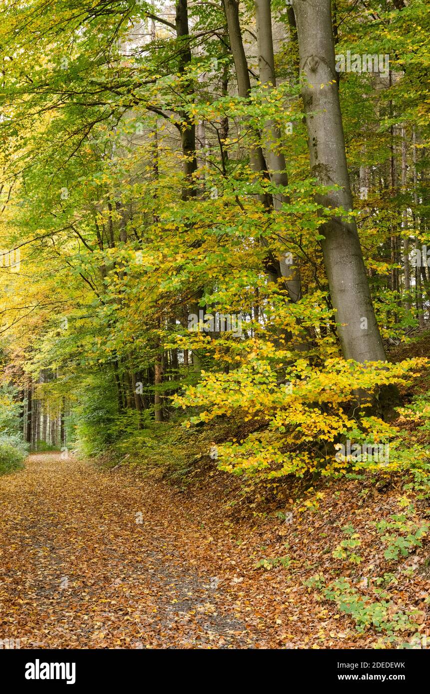 Colori autunnali nei boschi, fogliame colorato, alberi nella foresta in Germania, Europa occidentale Foto Stock