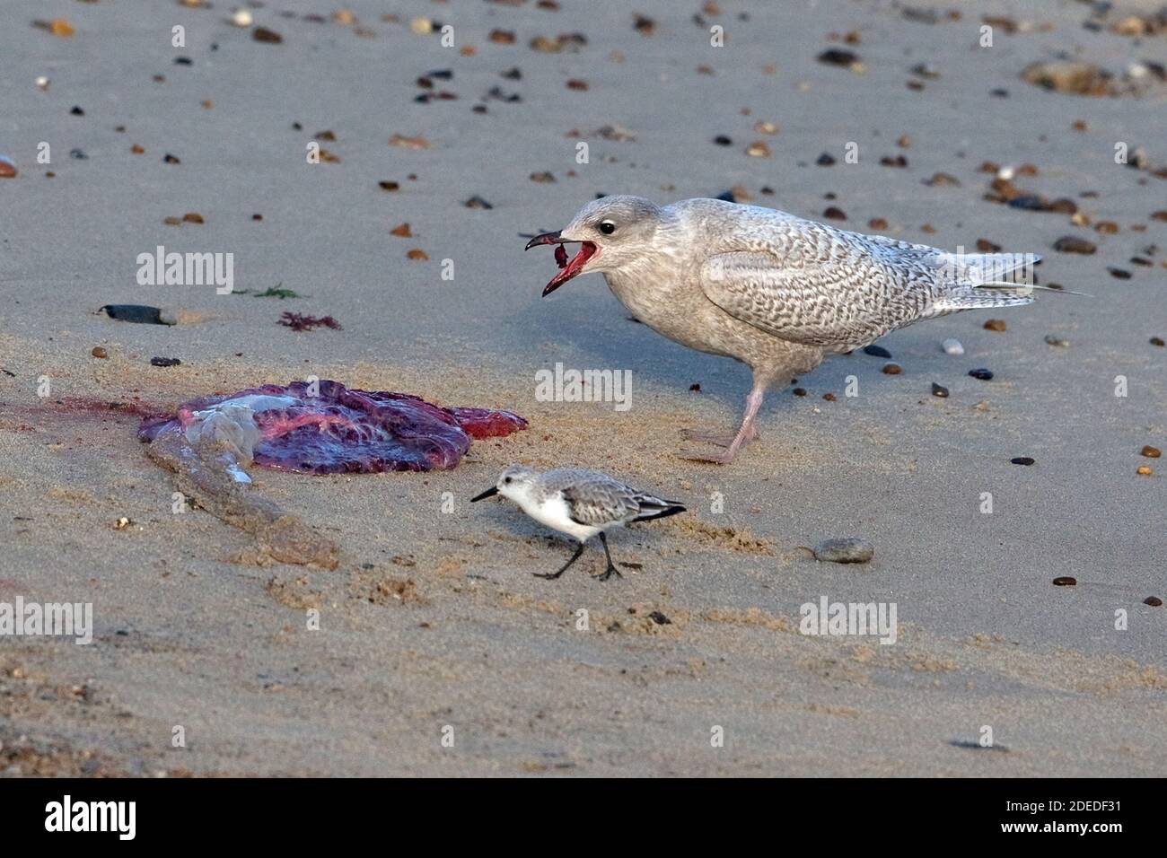 Islanda/Gull di Kumlien (Larus glaucoides kumlieni) e Sanderling (Calidris alba) Alimentazione dopo la nascita di Grey Seal Winterton novembre 2020 Foto Stock