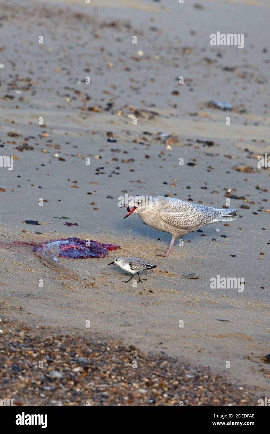Islanda/Gull di Kumlien (Larus glaucoides kumlieni) e Sanderling (Calidris alba) Alimentazione dopo la nascita di Grey Seal Winterton novembre 2020 Foto Stock