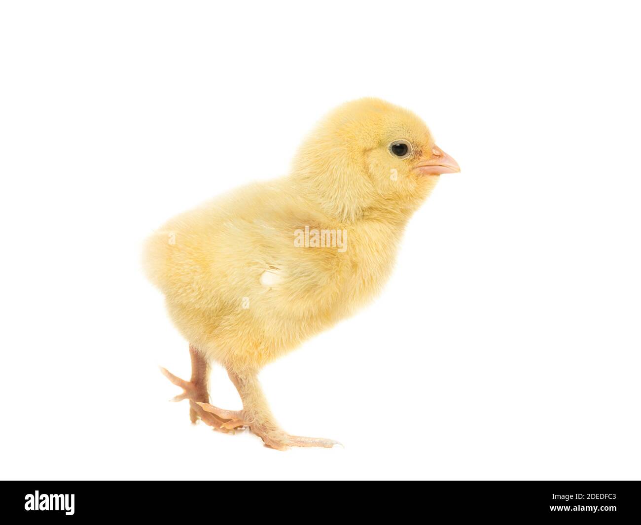 Carino giallo pollo giovane visto dal lato isolato su uno sfondo bianco Foto Stock