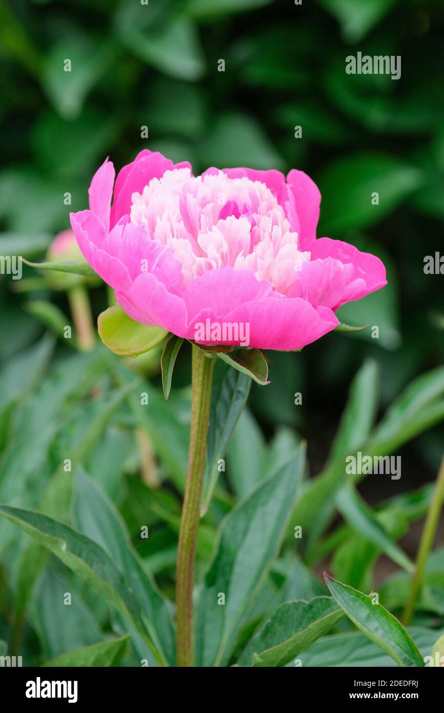 Peonia Cinese, Peonia da Giardino 'Santa Fe', Paeonia lactiflora 'Santa Fe' fiore. Fiori rosa con centri rosa pallido - bianchi Foto Stock