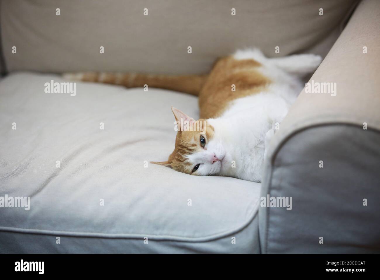 gatto zenzero sdraiato sul divano Foto Stock