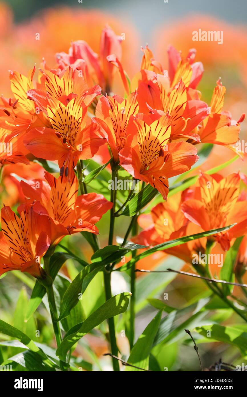 Alstroemeria 'Flaming Star' giglio peruviano 'Flaming Star'. Parrot Lily 'Flaming Star', Lily of the Inca 'Flaming Star'. Primo piano fiori arancioni Foto Stock