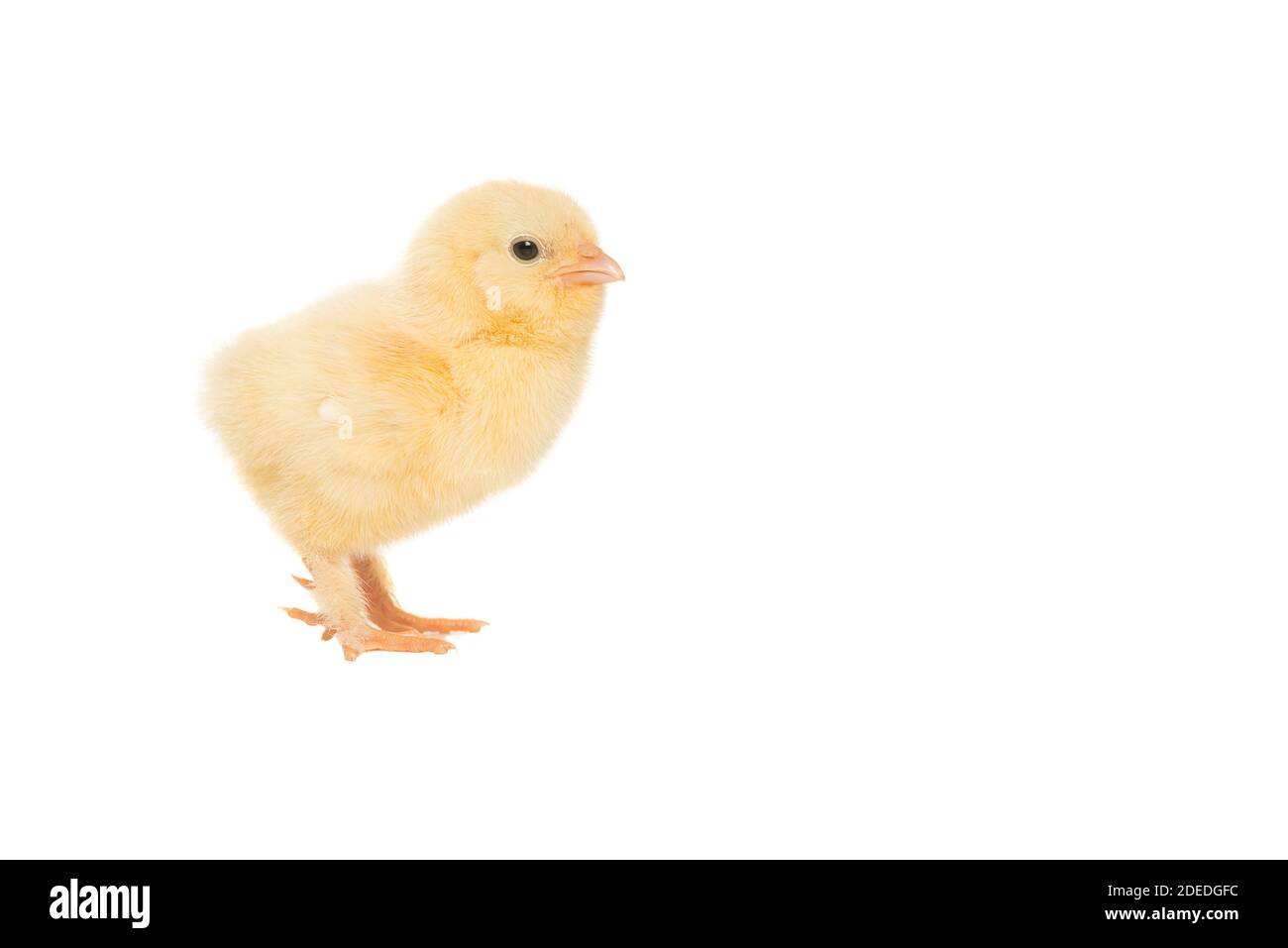 Carino giallo pollo giovane visto dal lato isolato su uno sfondo bianco Foto Stock