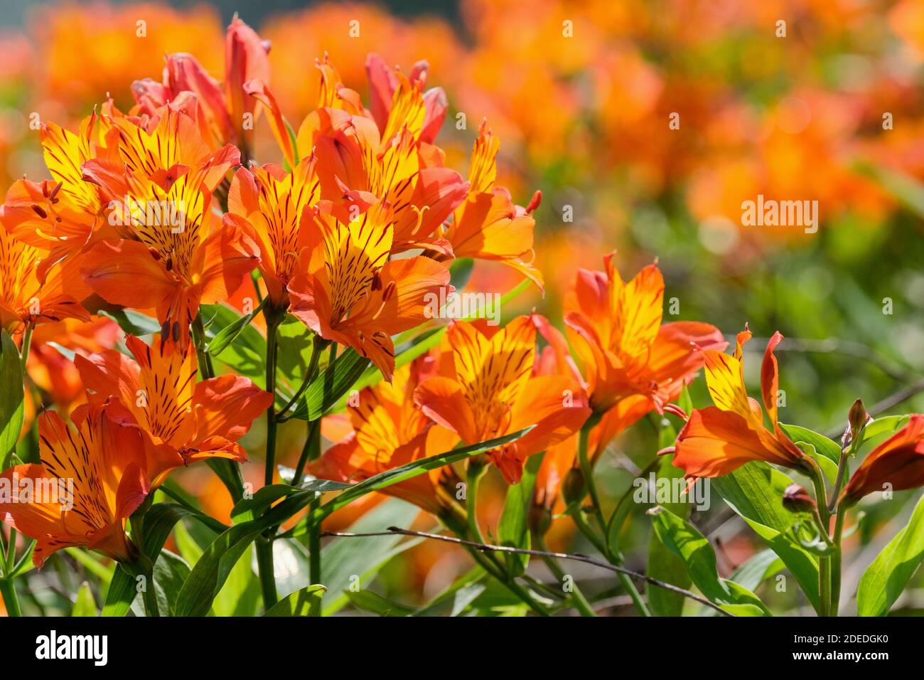 Alstroemeria 'Flaming Star' giglio peruviano 'Flaming Star'. Parrot Lily 'Flaming Star', Lily of the Inca 'Flaming Star'. Primo piano fiori arancioni Foto Stock