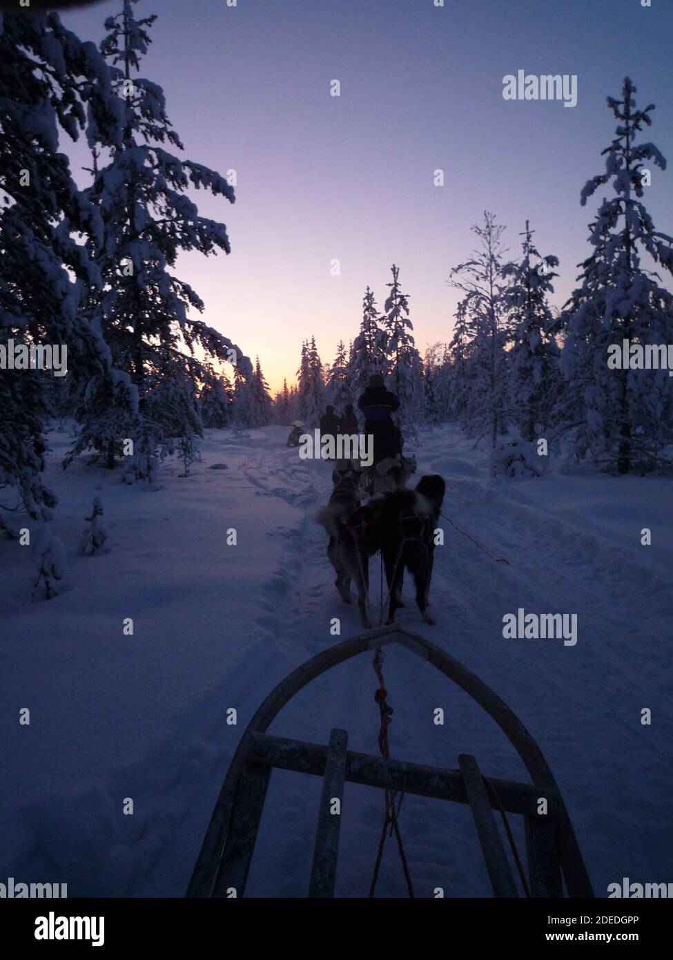 Safari Husky in finnisch Lappand Foto Stock