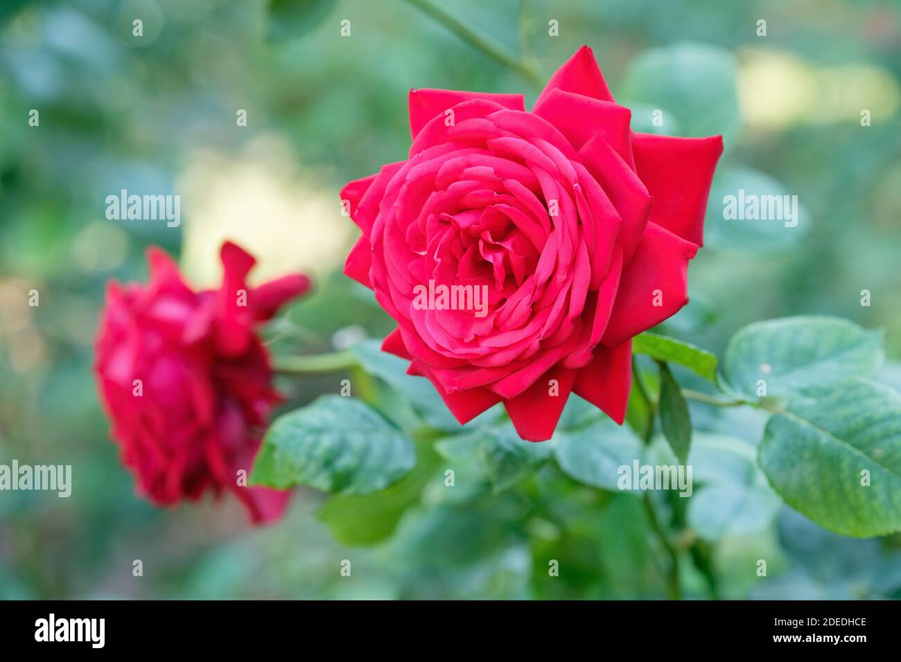 Rosa Royal William Hybrid tè rosa [Royal William] grande cespuglio fiorito rose Foto Stock