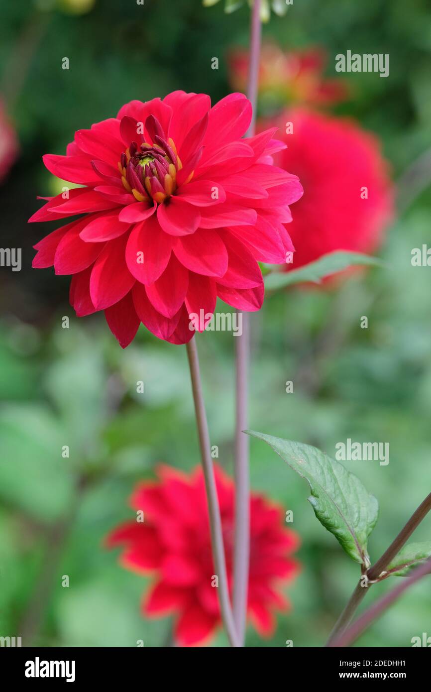 Fiori rosso brillante di dahlia 'Murdoch' Foto Stock