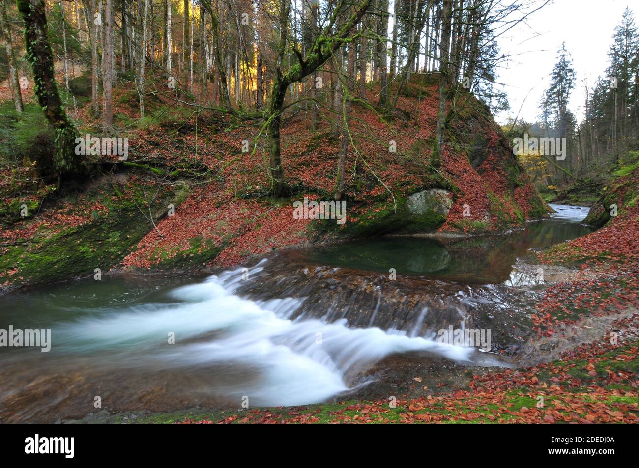 Umore autunnale nell'Eistobel nella Allgäu vicino a Isny, Swabia, Baviera, Germania, Europa Foto Stock