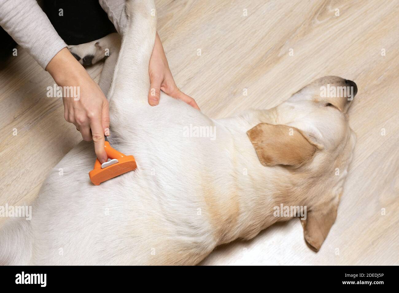 La giovane donna sta combattendo il suo cane Labrador Retriever con pennello a casa. Foto Stock