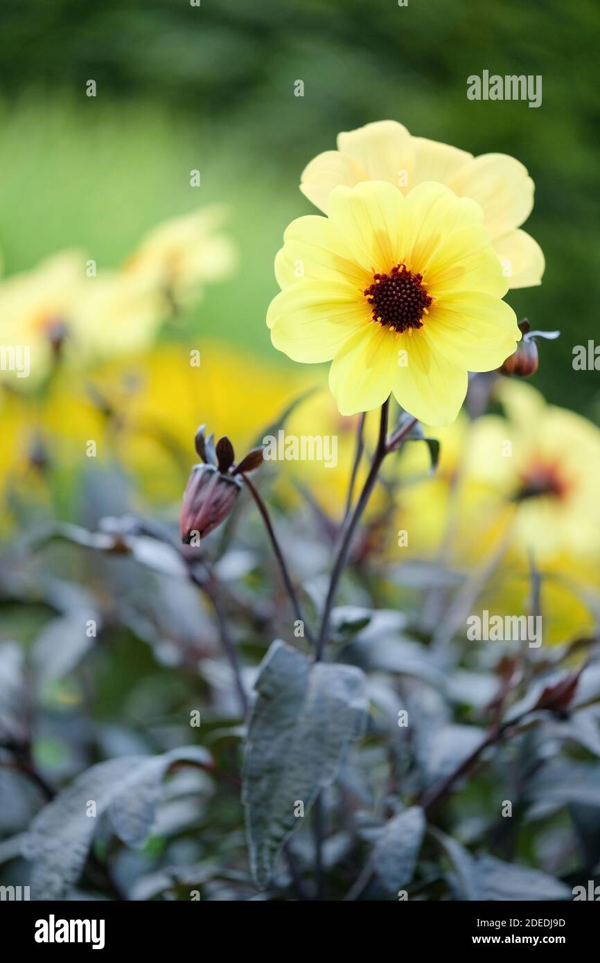 Fiori gialli singoli con centri arancioni di Dahlia Knockout, conosciuto anche come Dahlia Mystic Sun e Dahlia Mystic Illusion Foto Stock