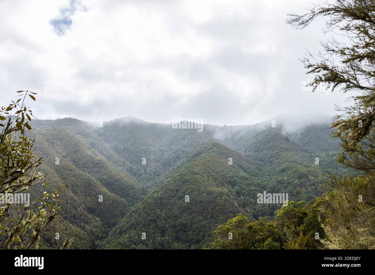 Nuvoloso giorno coperto sulle foreste Madre de Agua vicino Erjos, Teno, Tenerife, Isole Canarie, Spagna Foto Stock