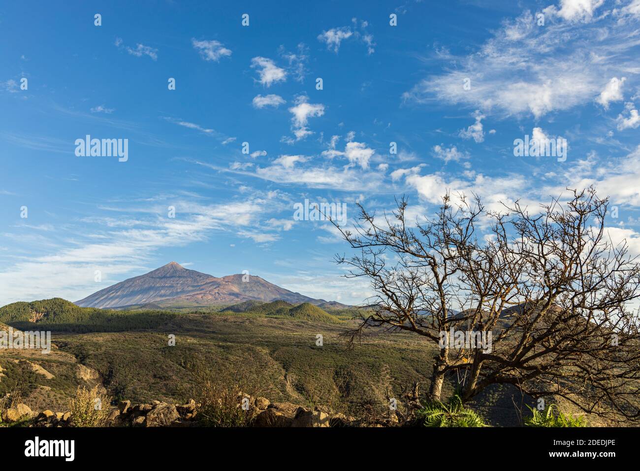 Monte Teide e vulcani Pico Viejo visti attraverso un arbusto spinoso dalla Puerta de Erjos, Teno, Tenerife, Isole Canarie, Spagna Foto Stock