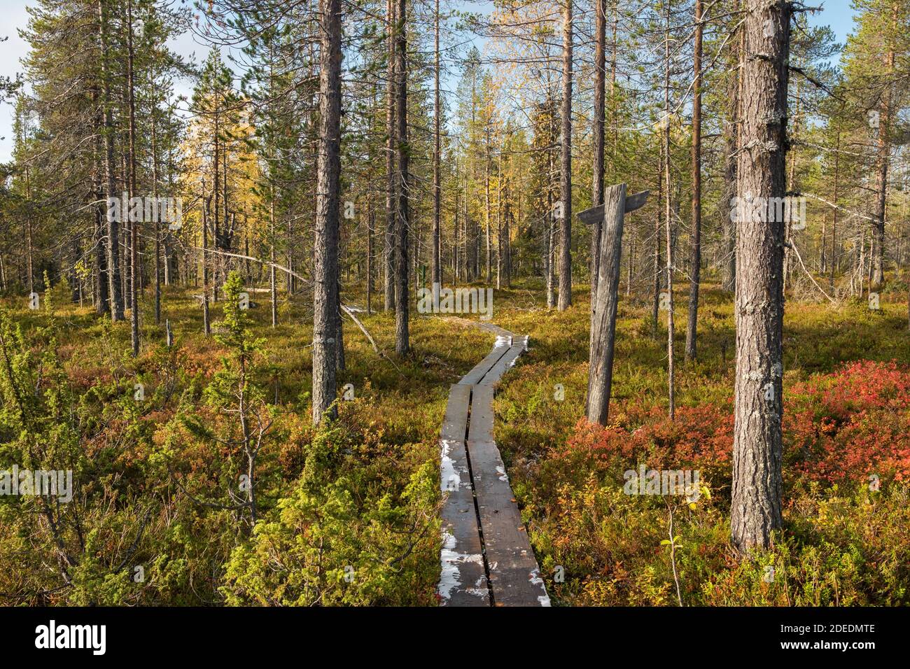 Percorso in legno nella colorata foresta di tundra d'autunno Foto Stock