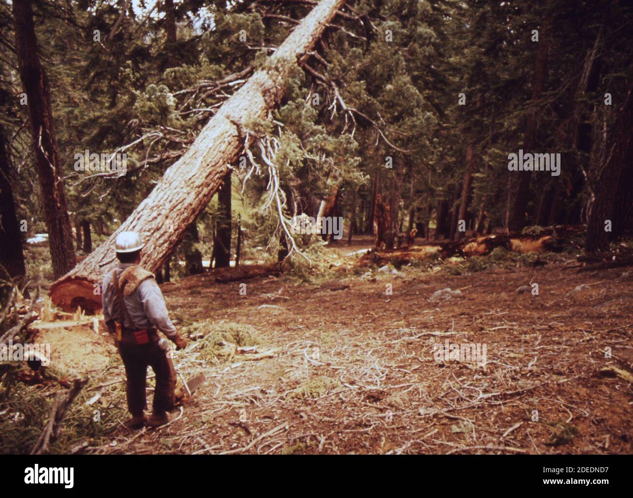 1970 Photos (1972) - D. Jackson Felling Red fir tree (Big Creek CA area) Foto Stock