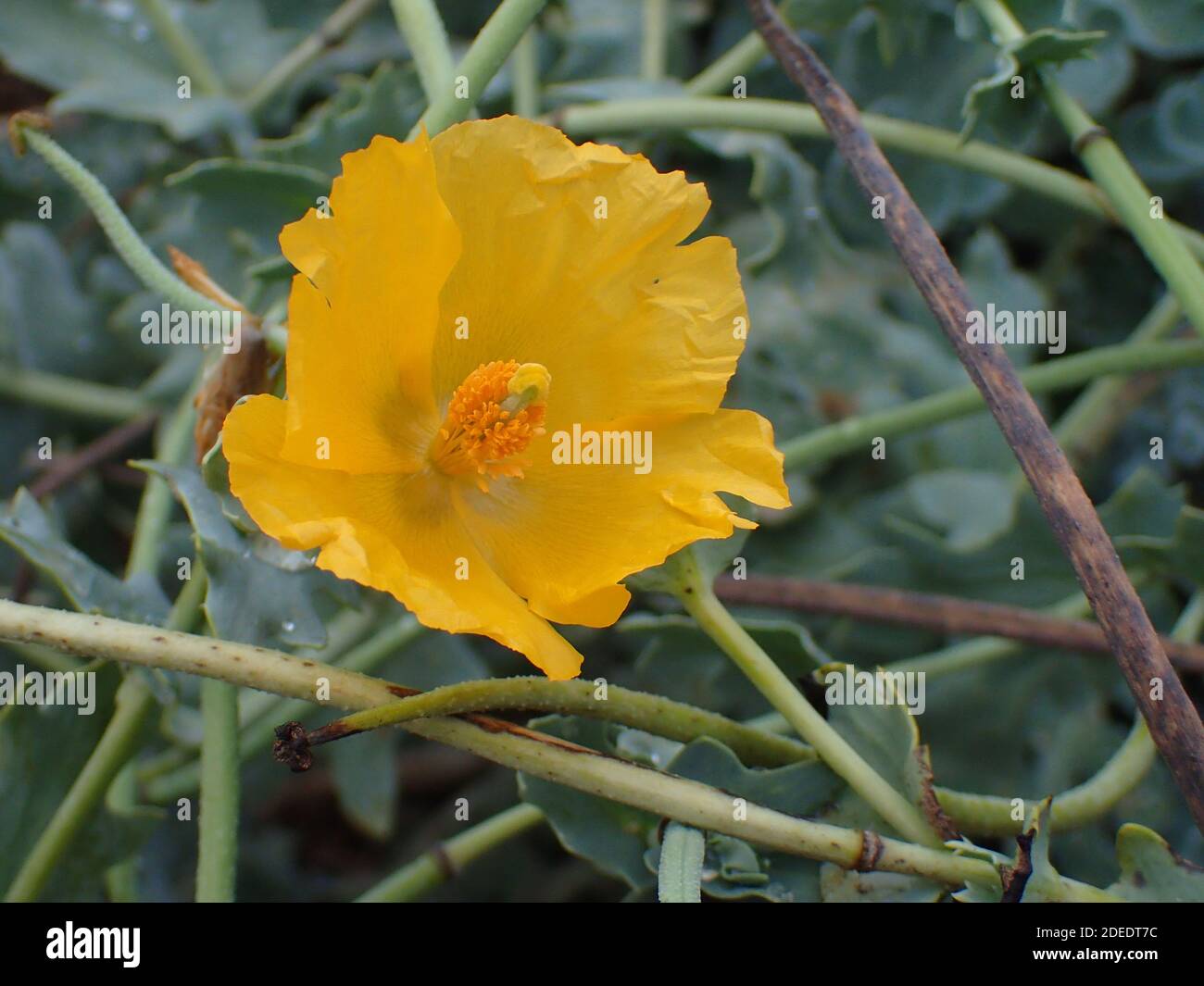 Giallo-cornuto papavero Foto Stock