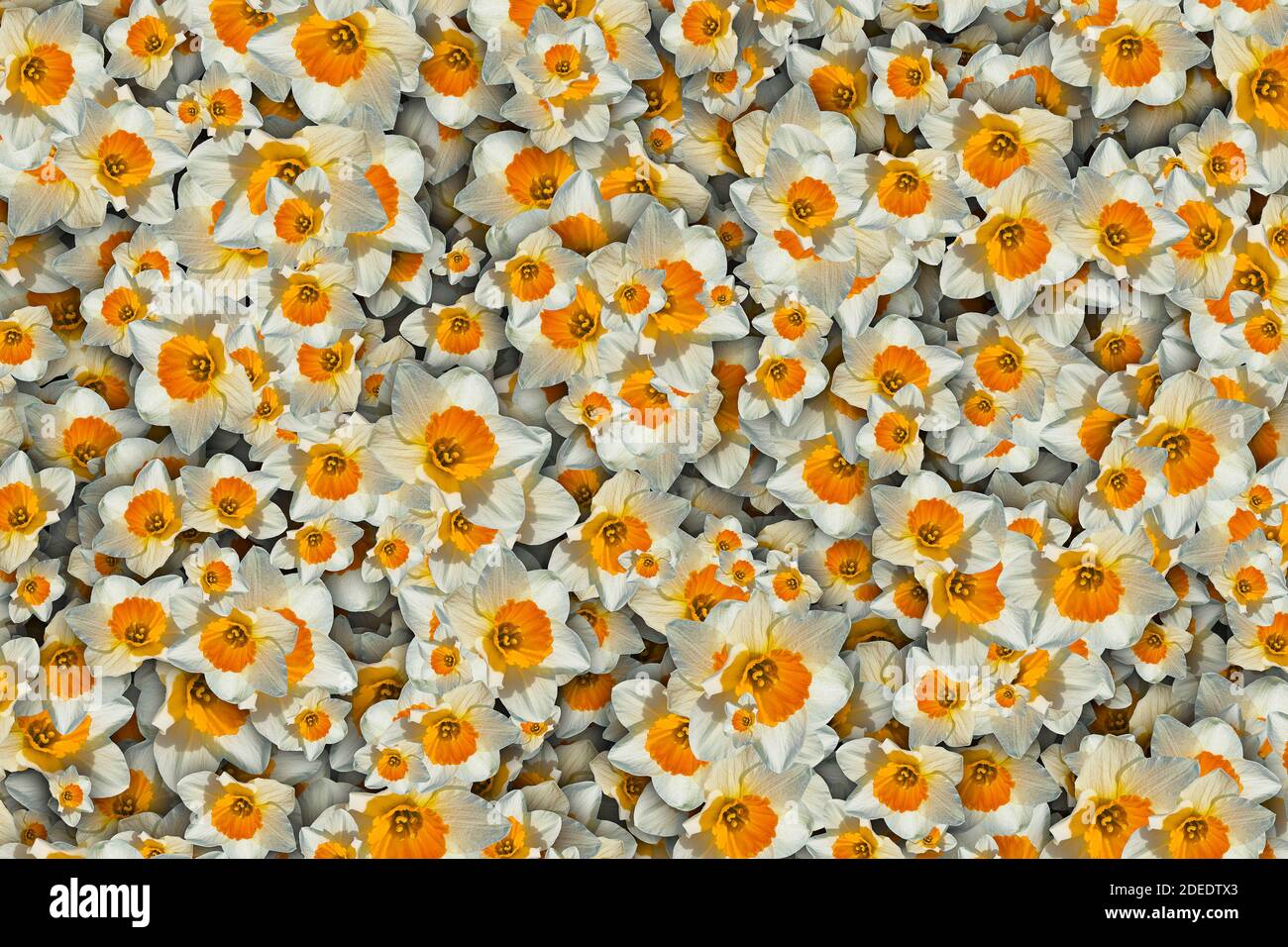 Sfondo floreale di una massa di daffodil bianco e arancio fiori Foto Stock