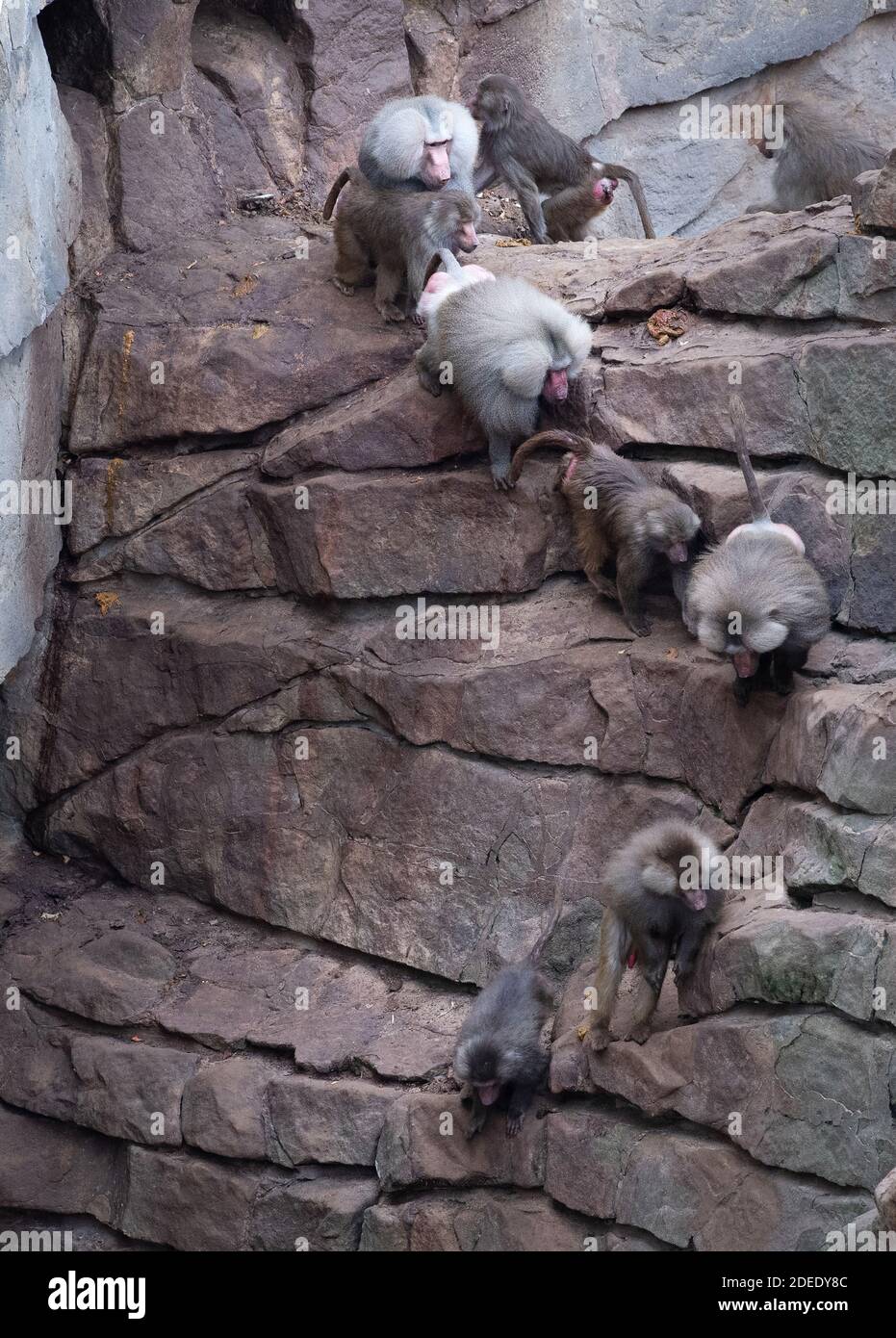 30 novembre 2020, Berlino: I babbuini salgono attraverso i loro recinti allo zoo. La foto è stata ripresa dalla casa bikini. Foto: Paul Zinken/dpa Foto Stock