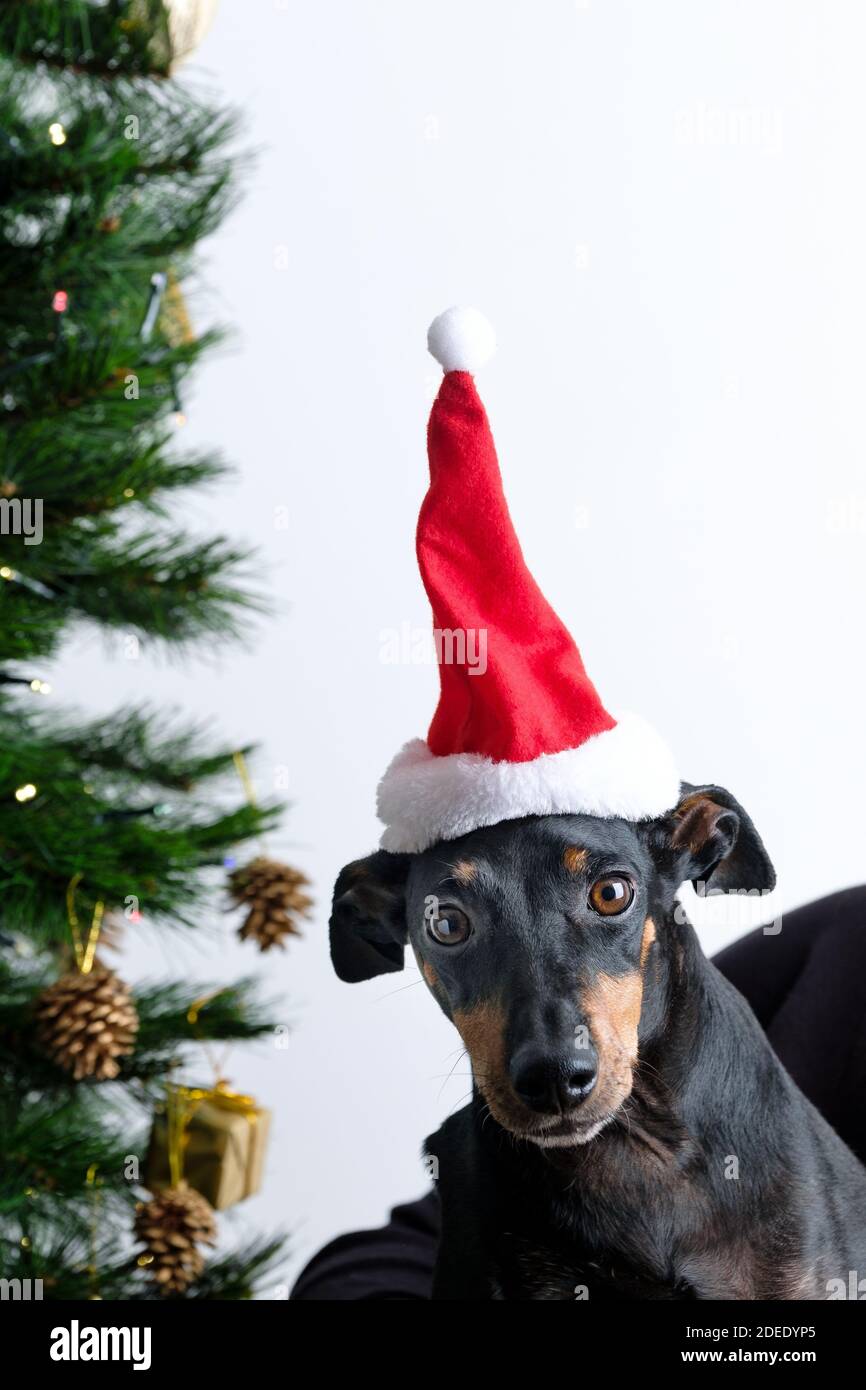 Un'immagine natalizia carina, comica e festosa di un cane, un Manchester terrier, che indossa un cappello rosso di santa con un albero di Natale sullo sfondo Foto Stock