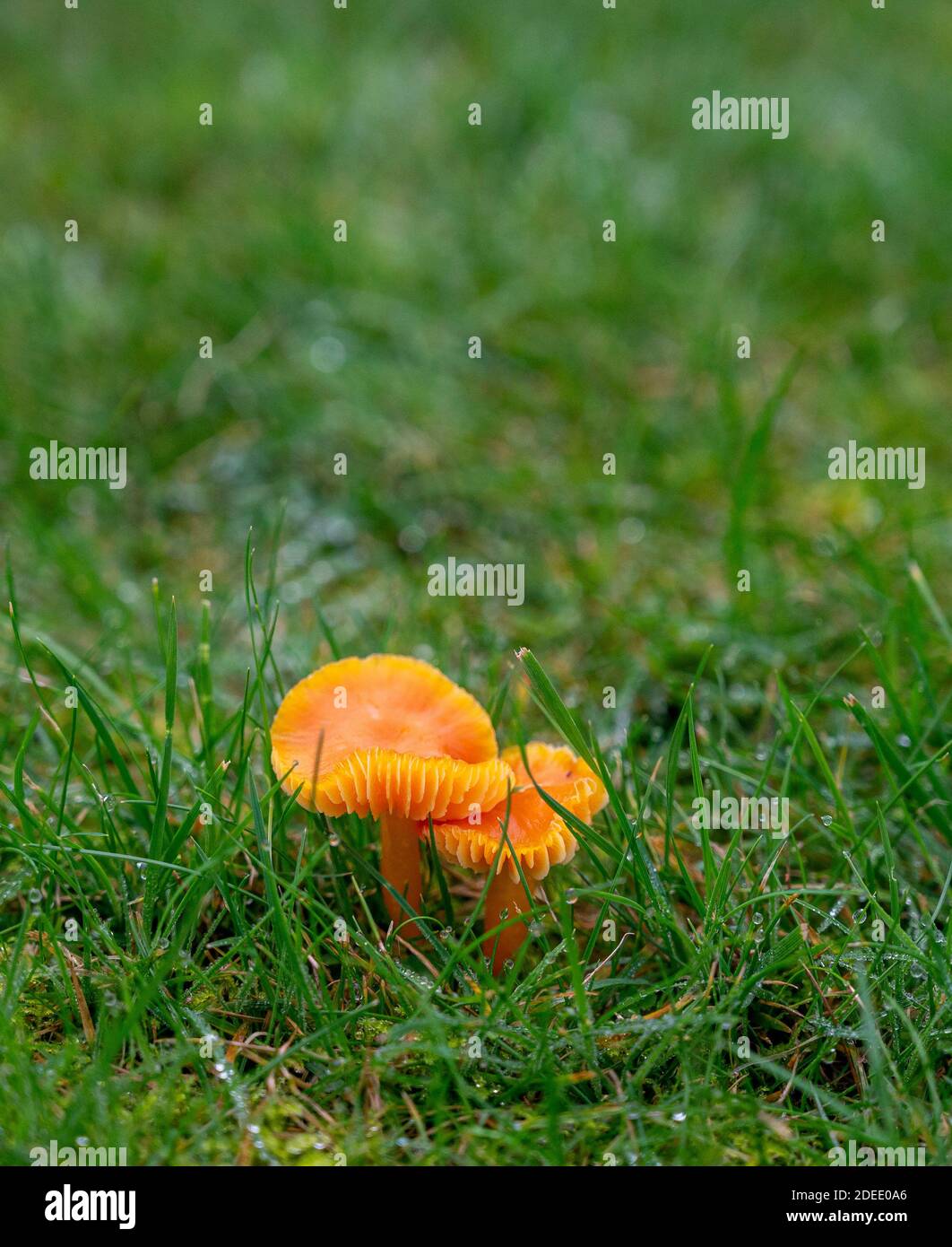 Funghi di Waxcap che crescono in un giardino con rugiada in autunno sull'erba Foto Stock