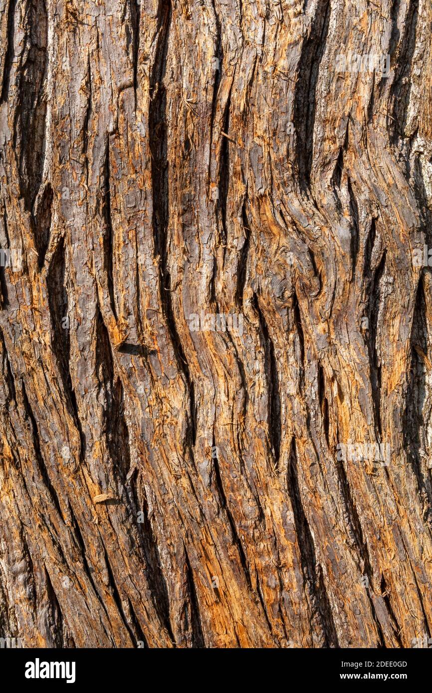 Castagno dolce (Castanea sativa) albero bruno corteccia macro close up texture sfondo a volte noto come castagno spagnolo, foto stock Foto Stock