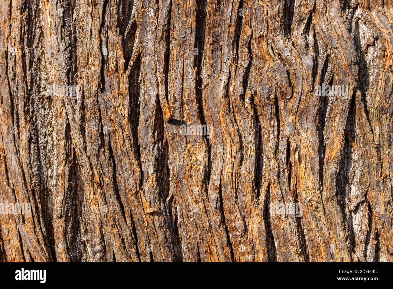Castagno dolce (Castanea sativa) albero bruno corteccia macro close up texture sfondo a volte noto come castagno spagnolo, foto stock Foto Stock