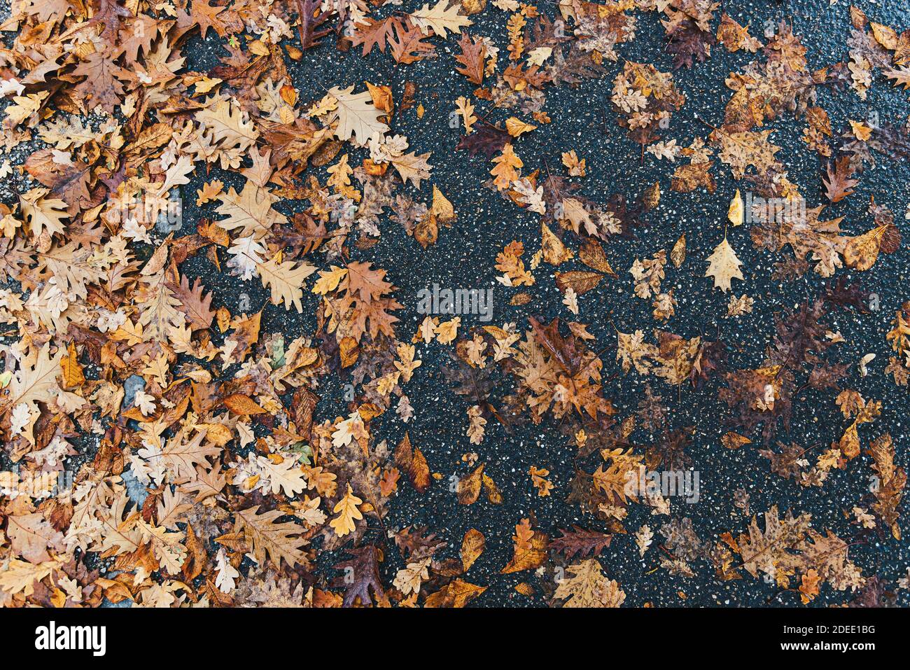 direttamente sopra la vista di foglie di marciume su asfalto bagnato in autunno Foto Stock