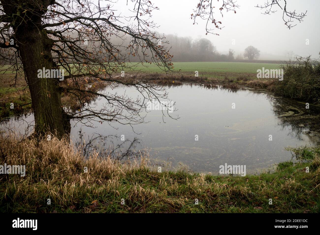 Un piccolo stagno in una fattoria nel mese di novembre, Warwickshire, Inghilterra, Regno Unito Foto Stock