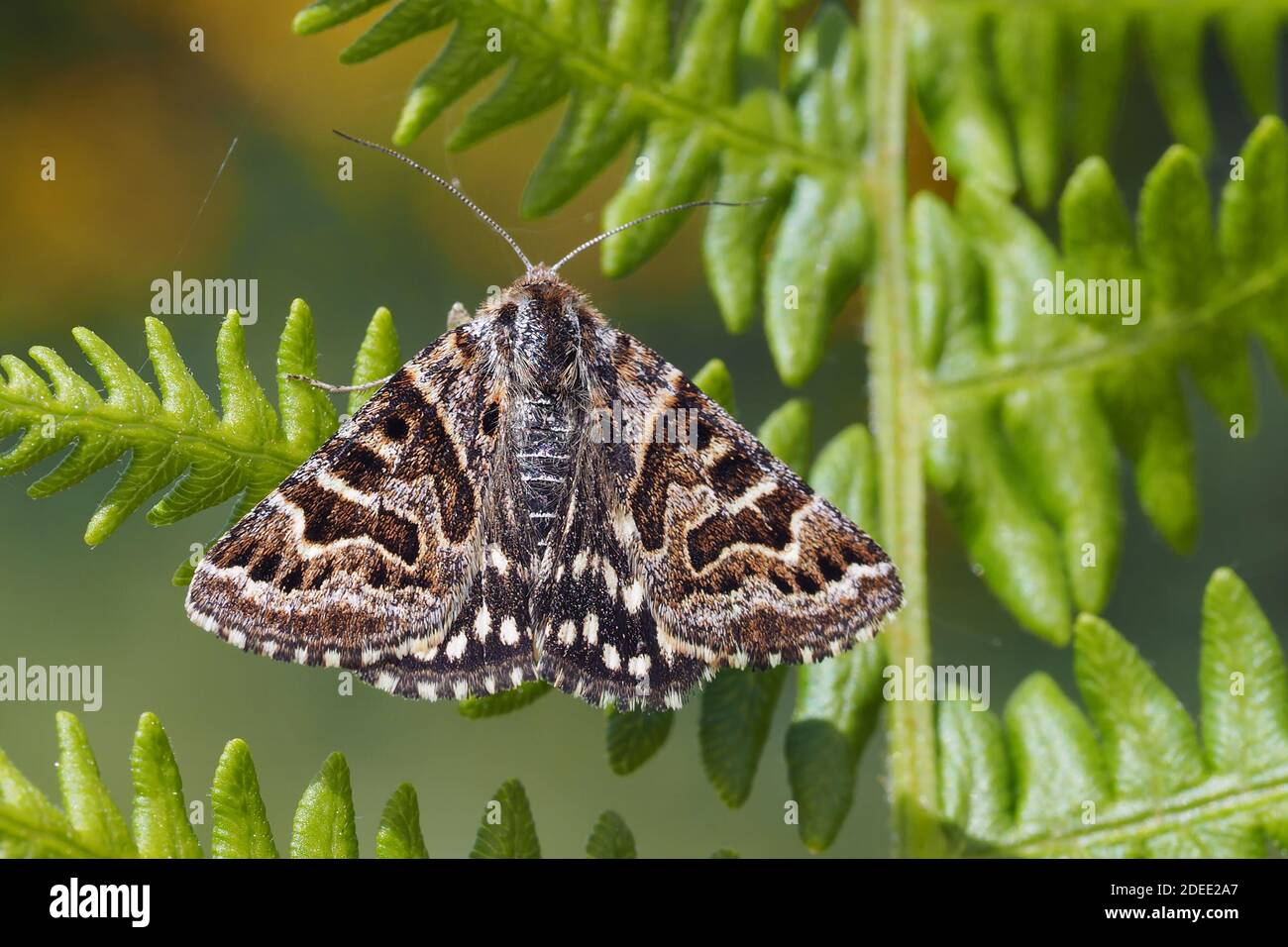 Mother Shipton Moth (Callistege mi) con ali aperte arroccate su bracken. Tipperary, Irlanda Foto Stock