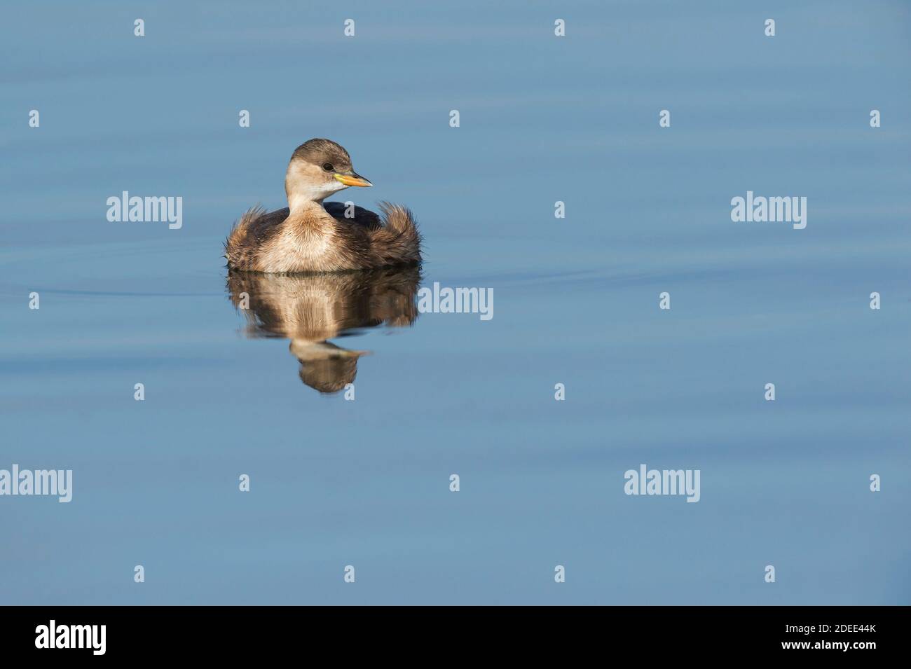 Piccolo GREBE (Tachybaptus ruficollis) Portogallo Foto Stock