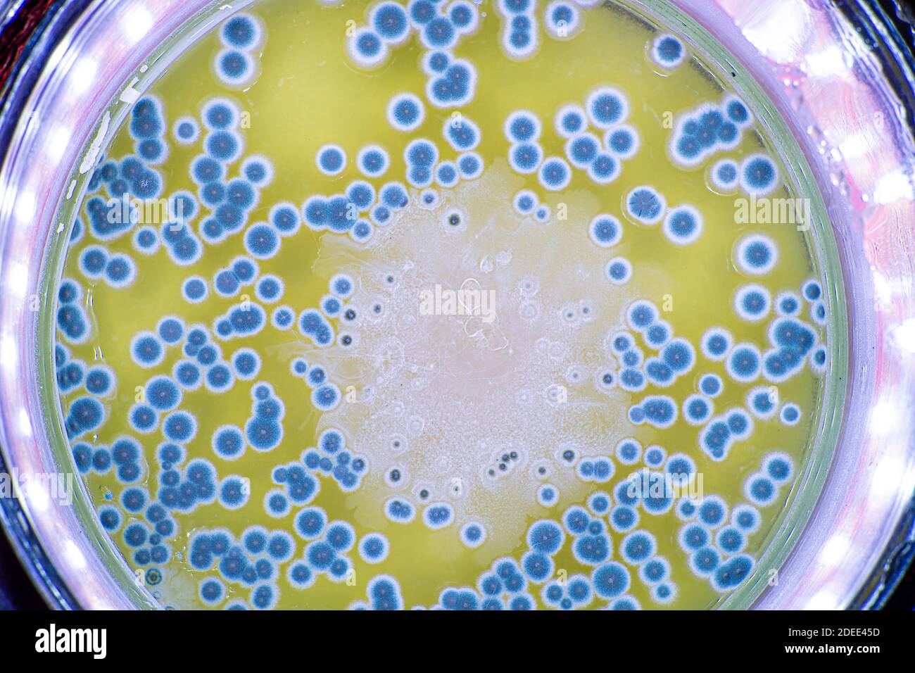 Crescita di batteri e muffe in una piastra Petri Alto foto di qualità Foto  stock - Alamy