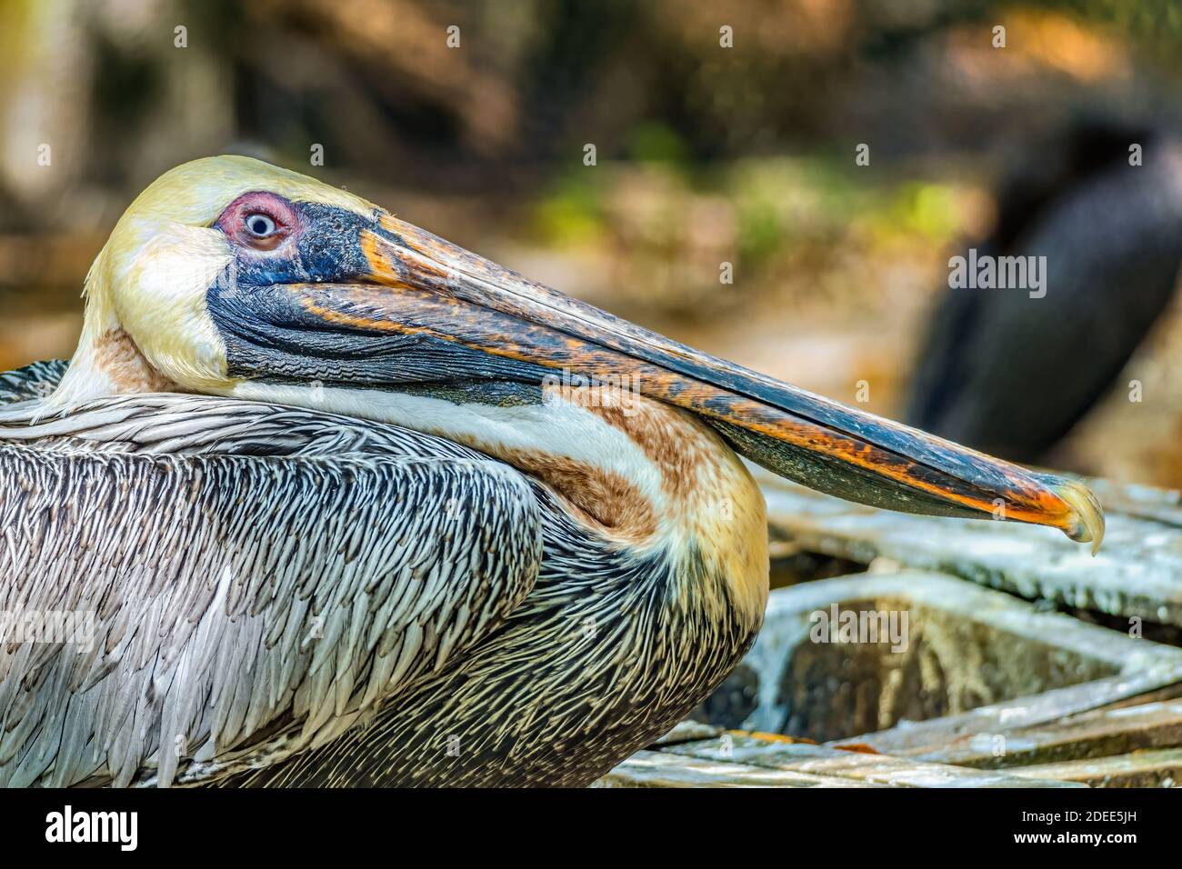 Pellicano marrone (Pelecanus occidentalis) vista laterale - Florida, Stati Uniti Foto Stock