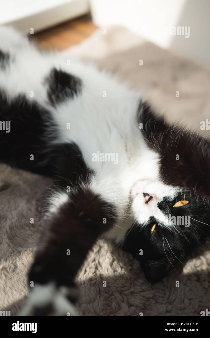 Divertente cute nero e bianco Tuxedo gatto sdraiato in sole su morbida coperta vicino alla finestra sul davanzale e guardando alla telecamera Foto Stock