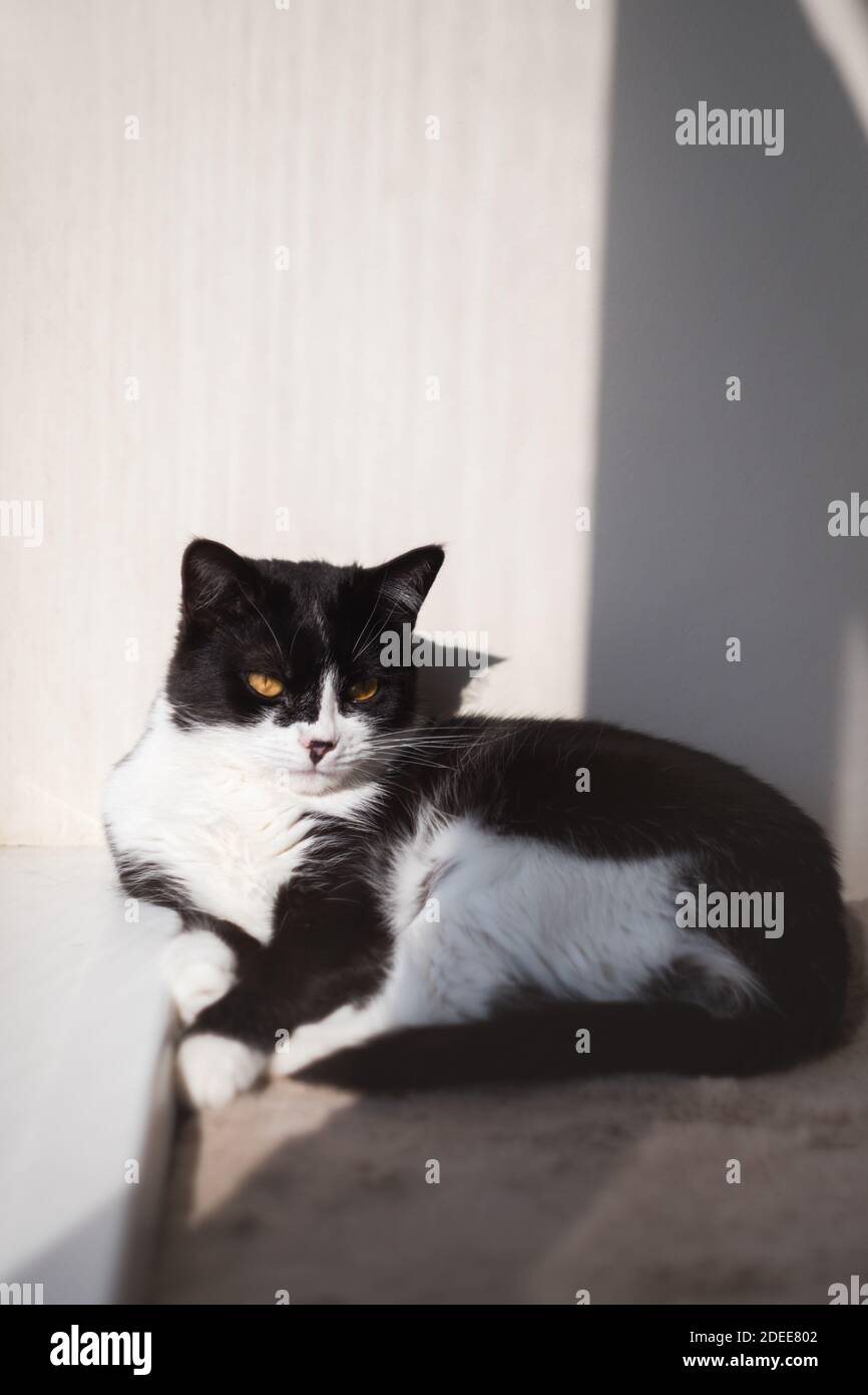 Divertente cute nero e bianco Tuxedo gatto sdraiato in sole su morbida coperta vicino alla finestra sul davanzale e guardando alla telecamera Foto Stock
